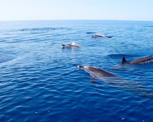 VMT Catamaran Trips image