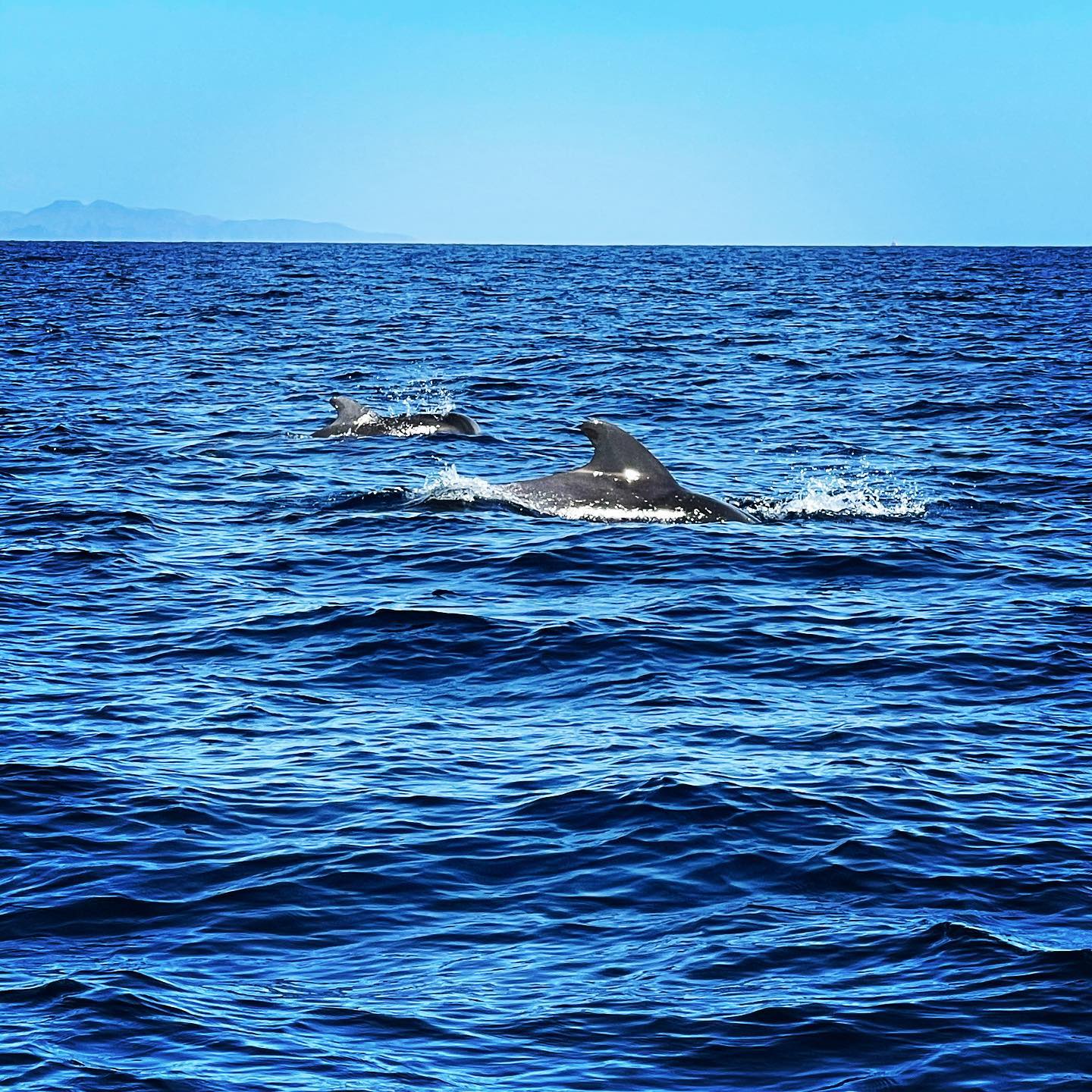 Fuerteventura Full Experience image