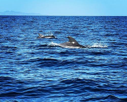 Fuerteventura Full Experience image