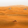 Zjednoczone Emiraty ArabskieImage