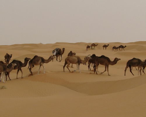 Zarzis
